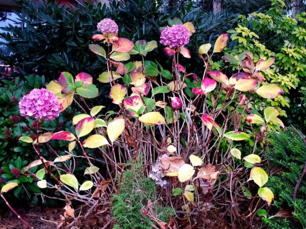 Flower Bed Photo Canvas