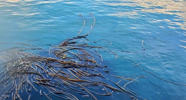 Ocean Kelp Photo Canvas