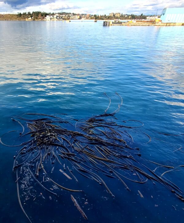 Ocean Kelp Photo Canvas 2