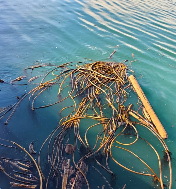 Ocean Kelp Photo Canvas 3