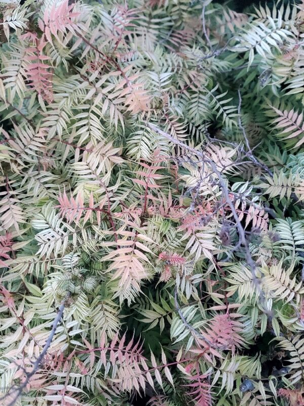 Pale Pink Leaves